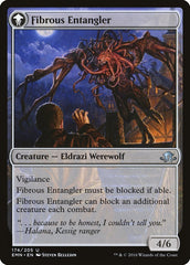 Tangleclaw Werewolf // Fibrous Entangler [Eldritch Moon] | Good Games Cannington